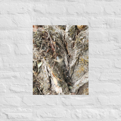 Web Between the Logs: Alex Pendle Matte Photo Print, Sees Nature Series - Death World LLC - 16″×20″