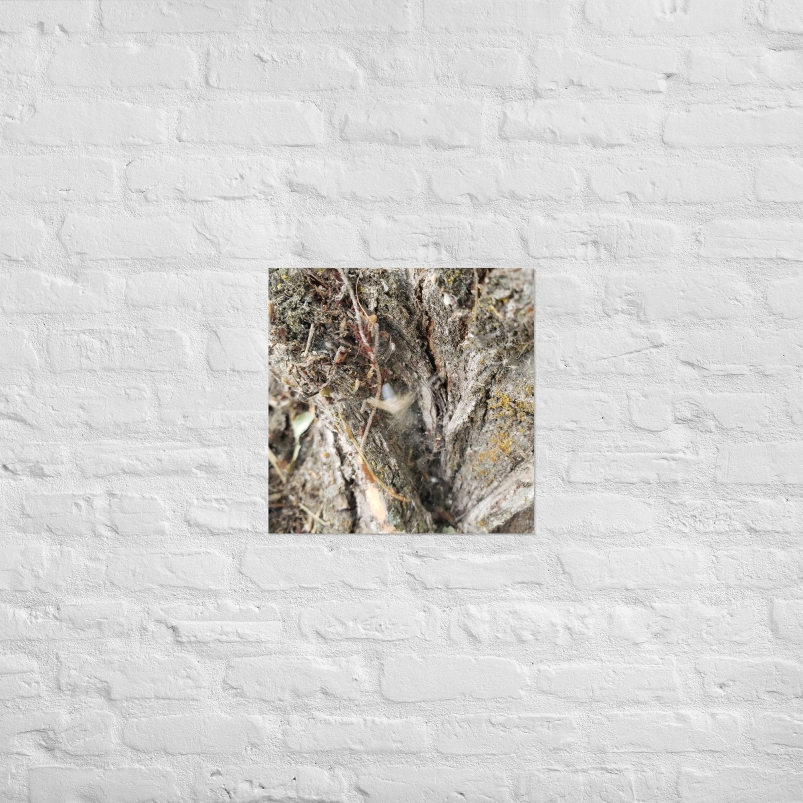 Web Between the Logs: Alex Pendle Matte Photo Print, Sees Nature Series - Death World LLC - 18″×18″