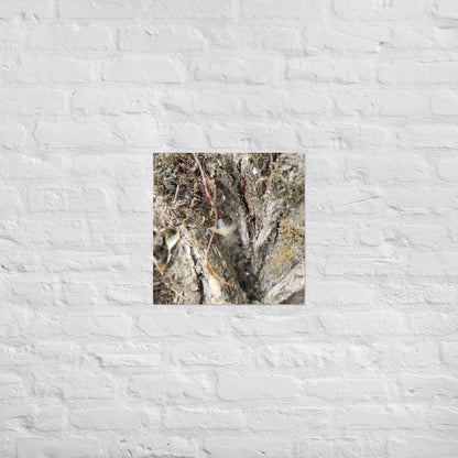 Web Between the Logs: Alex Pendle Matte Photo Print, Sees Nature Series - Death World LLC - 18″×18″