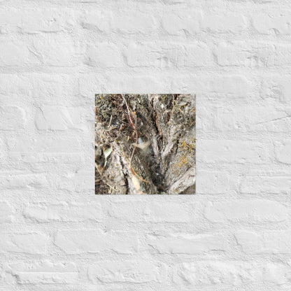 Web Between the Logs: Alex Pendle Matte Photo Print, Sees Nature Series - Death World LLC - 12″×12″