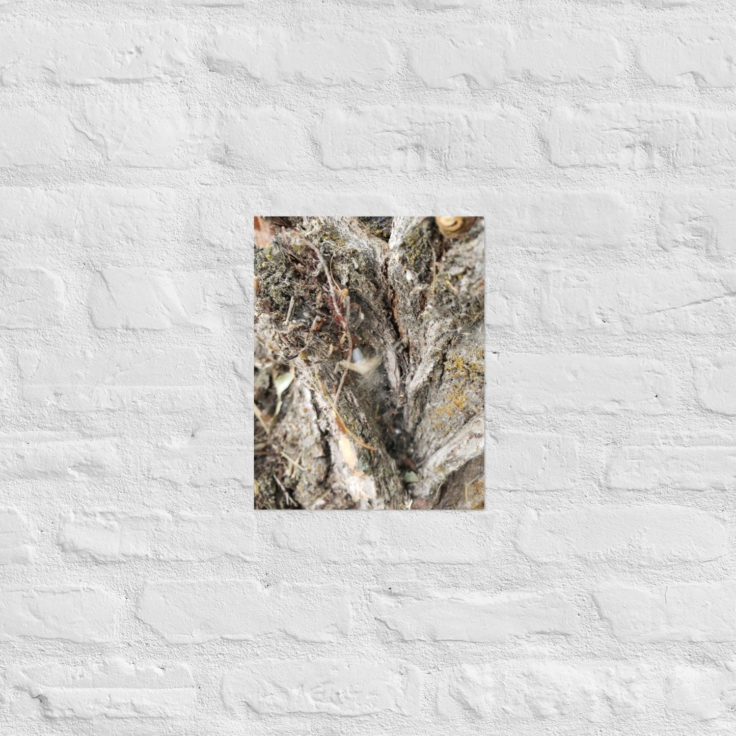 Web Between the Logs: Alex Pendle Matte Photo Print, Sees Nature Series - Death World LLC - 11″×14″