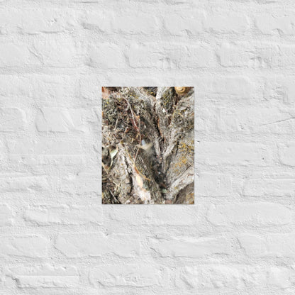 Web Between the Logs: Alex Pendle Matte Photo Print, Sees Nature Series - Death World LLC - 11″×14″
