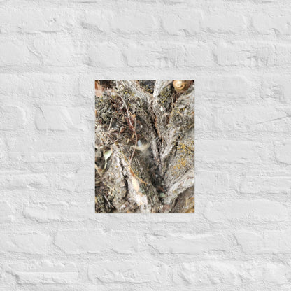 Web Between the Logs: Alex Pendle Matte Photo Print, Sees Nature Series - Death World LLC - 12″×16″