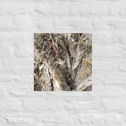 Web Between the Logs: Alex Pendle Matte Photo Print, Sees Nature Series - Death World LLC - 16″×16″