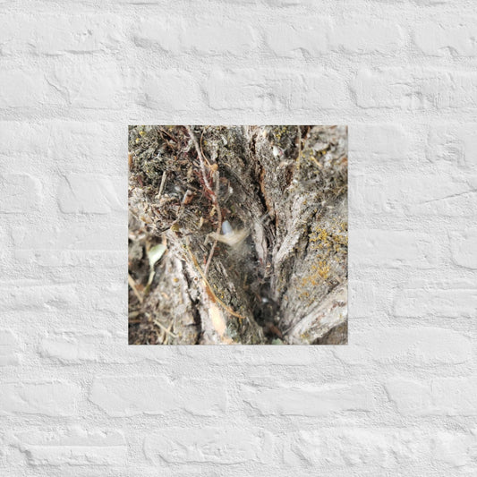 Web Between the Logs: Alex Pendle Matte Photo Print, Sees Nature Series - Death World LLC - 16″×16″