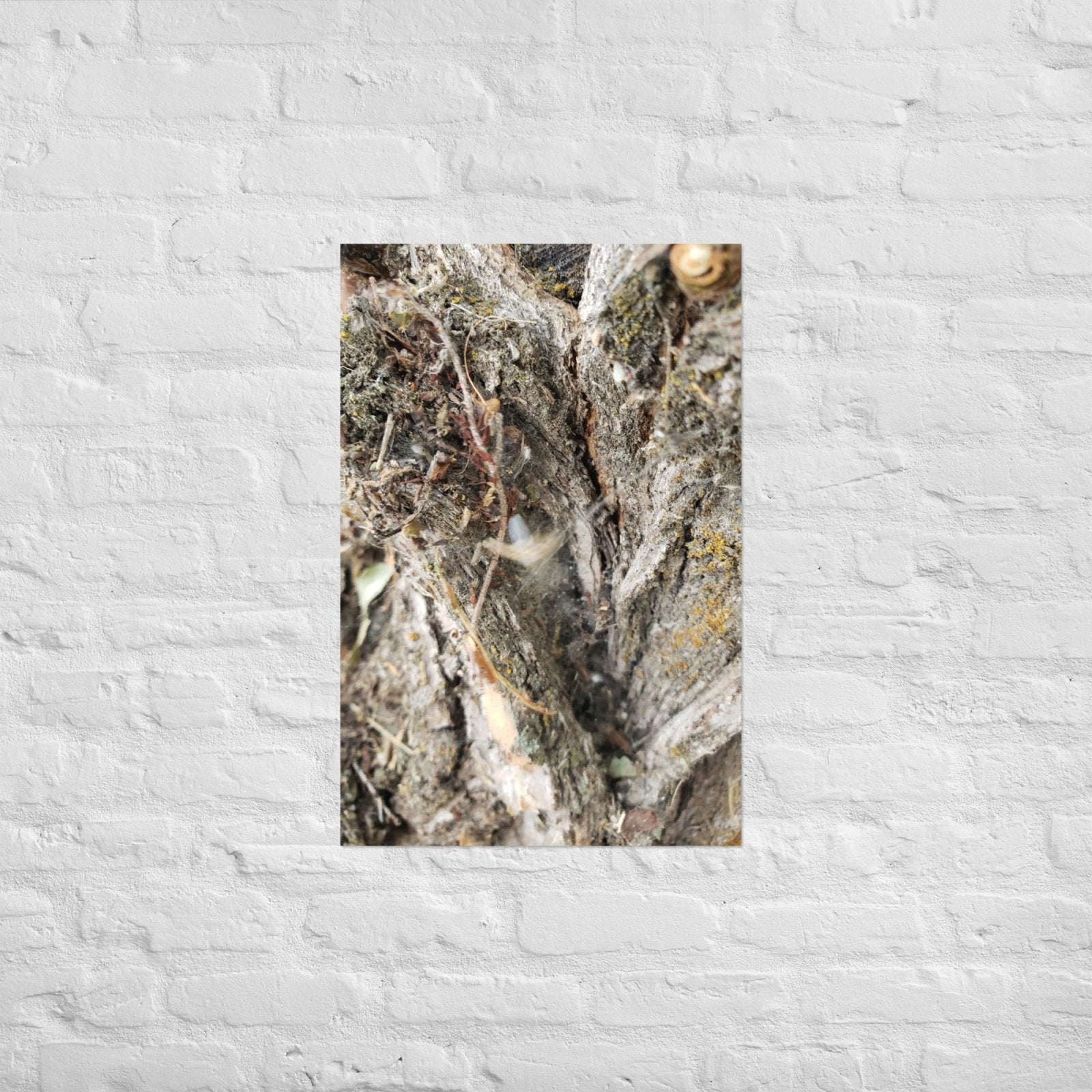 Web Between the Logs: Alex Pendle Matte Photo Print, Sees Nature Series - Death World LLC - 20″×30″
