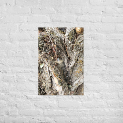 Web Between the Logs: Alex Pendle Matte Photo Print, Sees Nature Series - Death World LLC - 20″×30″