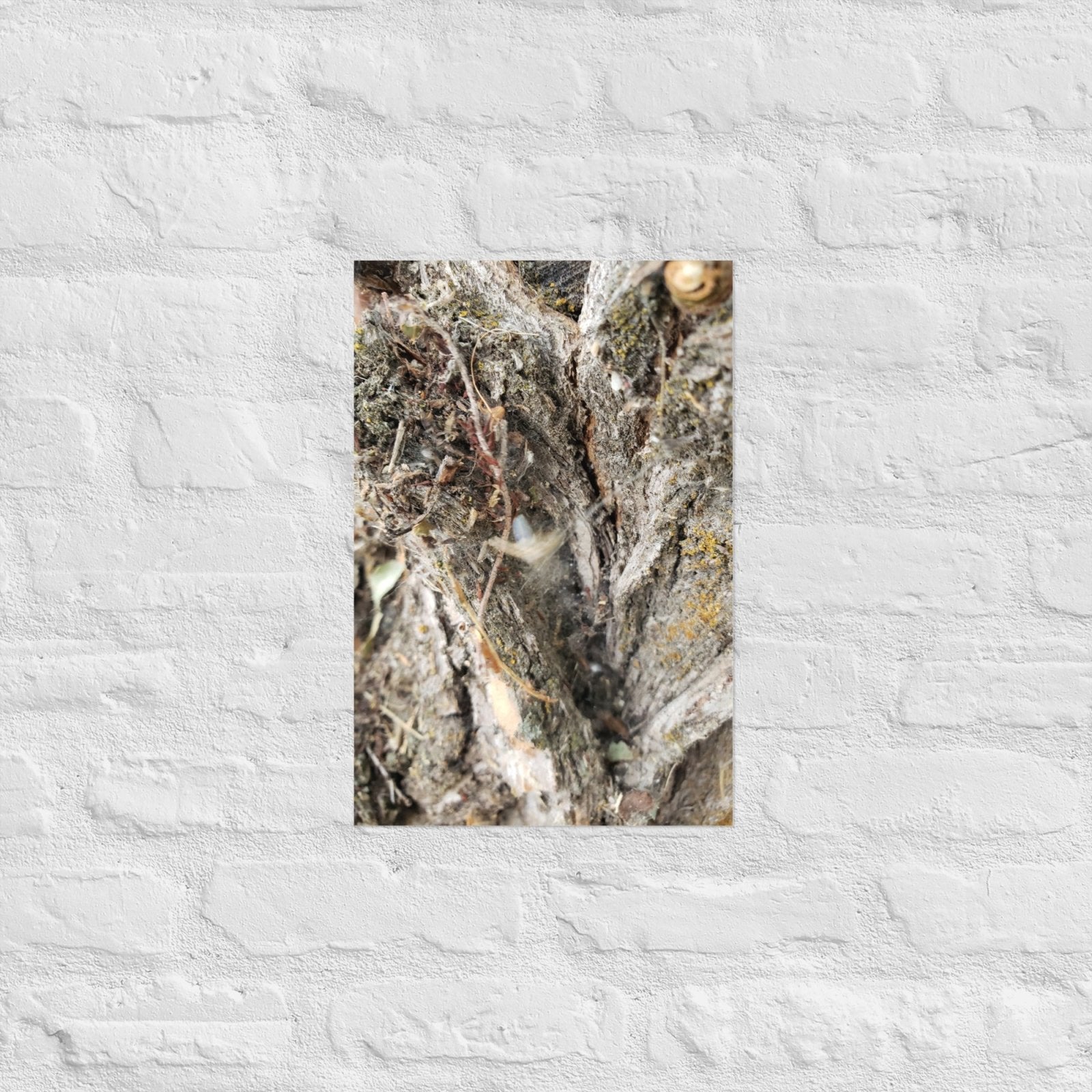Web Between the Logs: Alex Pendle Matte Photo Print, Sees Nature Series - Death World LLC - 12″×18″
