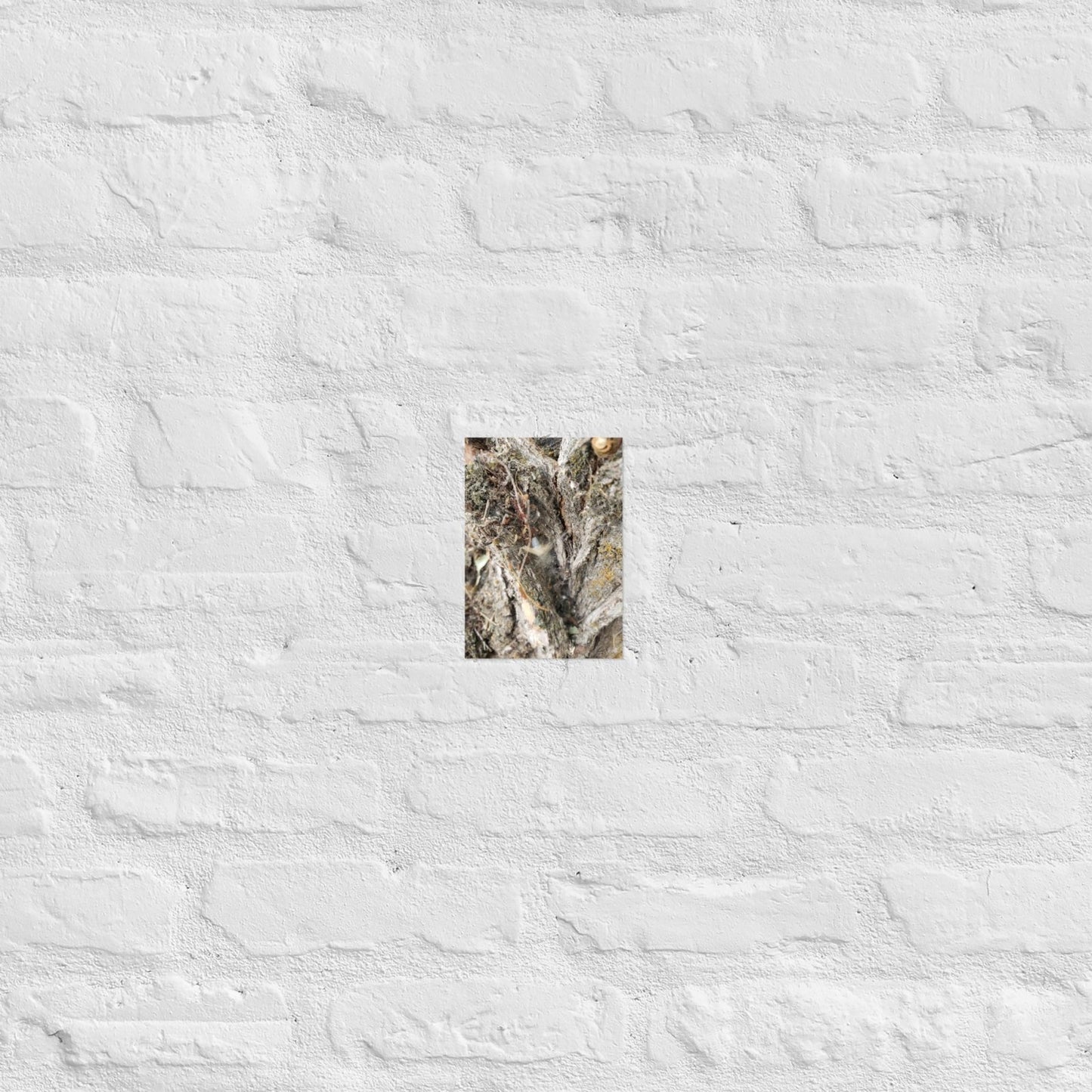 Web Between the Logs: Alex Pendle Matte Photo Print, Sees Nature Series - Death World LLC - 5″×7″