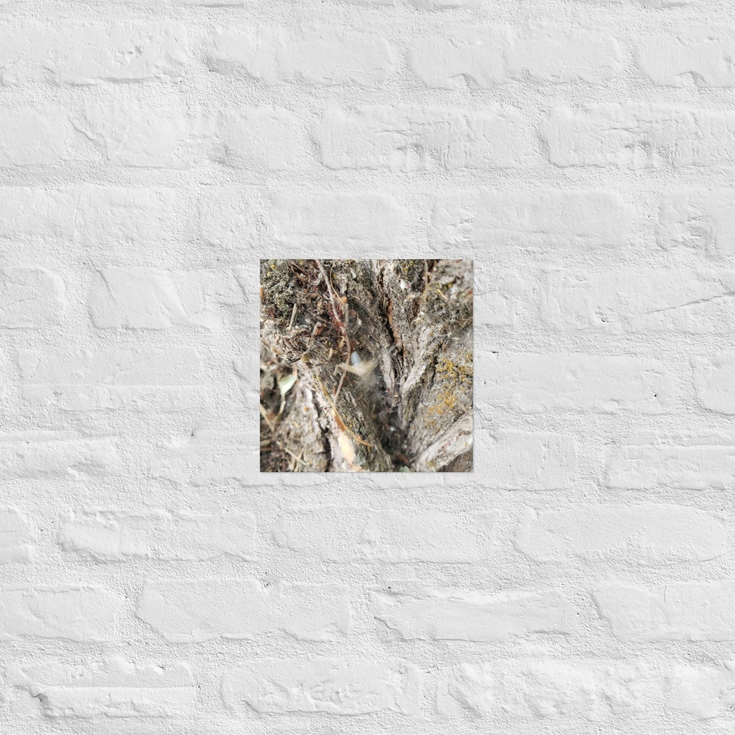 Web Between the Logs: Alex Pendle Matte Photo Print, Sees Nature Series - Death World LLC - 10″×10″