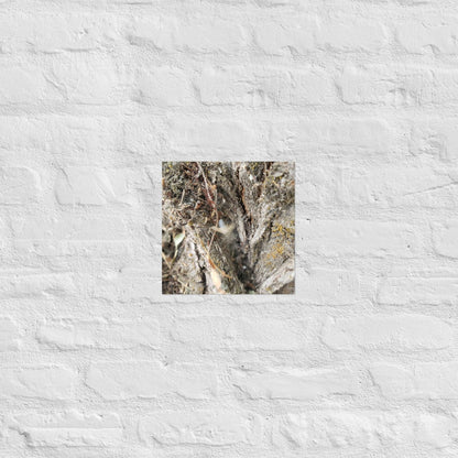Web Between the Logs: Alex Pendle Matte Photo Print, Sees Nature Series - Death World LLC - 10″×10″