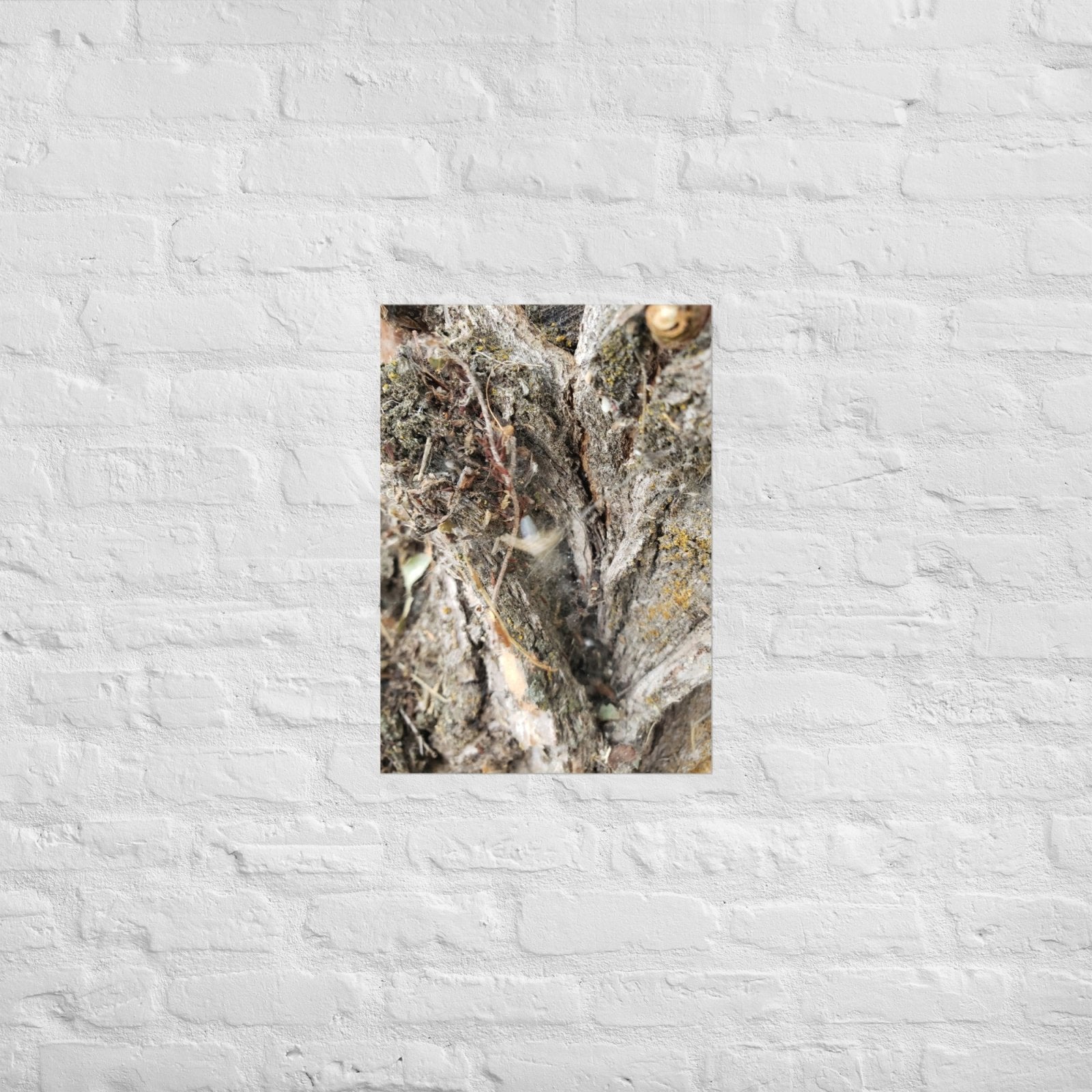 Web Between the Logs: Alex Pendle Matte Photo Print, Sees Nature Series - Death World LLC - A2 (16.5″×23.3″)