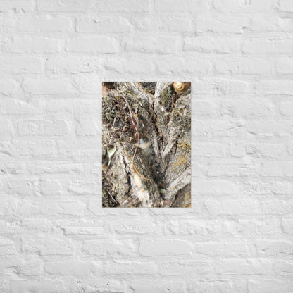 Web Between the Logs: Alex Pendle Matte Photo Print, Sees Nature Series - Death World LLC - A2 (16.5″×23.3″)