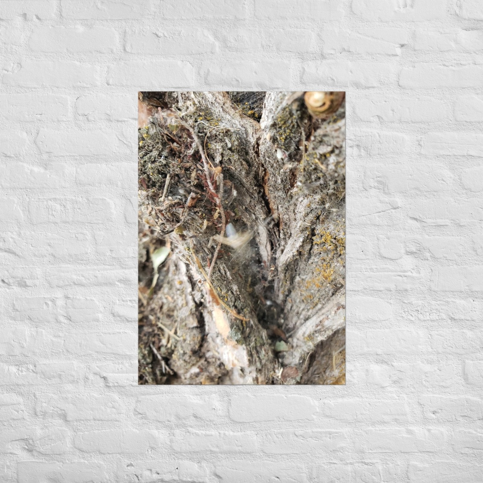 Web Between the Logs: Alex Pendle Matte Photo Print, Sees Nature Series - Death World LLC - A1 (23.3″×33.1″)
