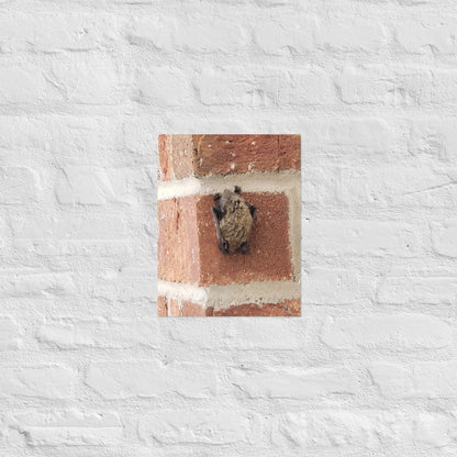 Wee Resting Bat: Alex Pendle Matte Photo Print, Sees Nature Series - Death World LLC - 11″×14″