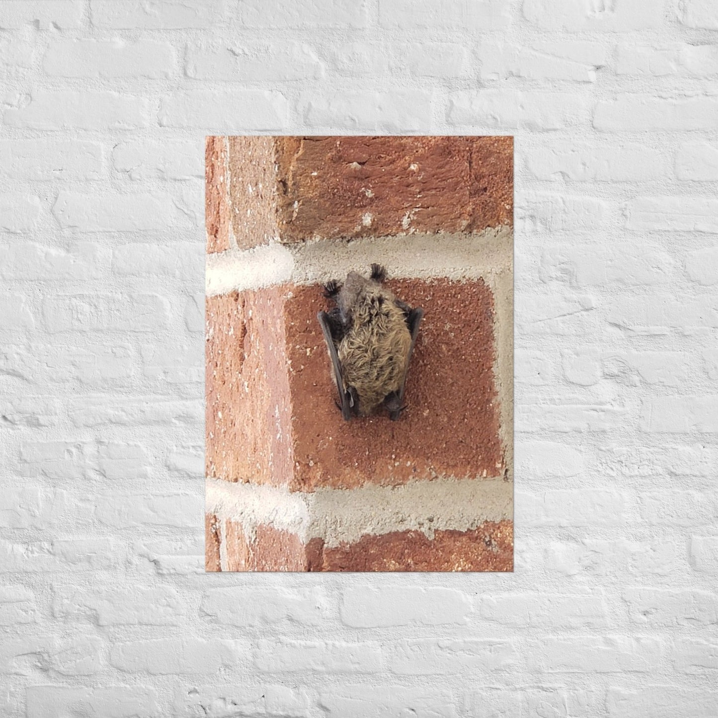 Wee Resting Bat: Alex Pendle Matte Photo Print, Sees Nature Series - Death World LLC - A1 (23.3″×33.1″)