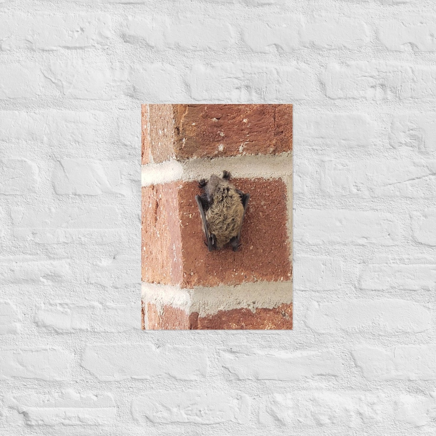 Wee Resting Bat: Alex Pendle Matte Photo Print, Sees Nature Series - Death World LLC - 12″×18″