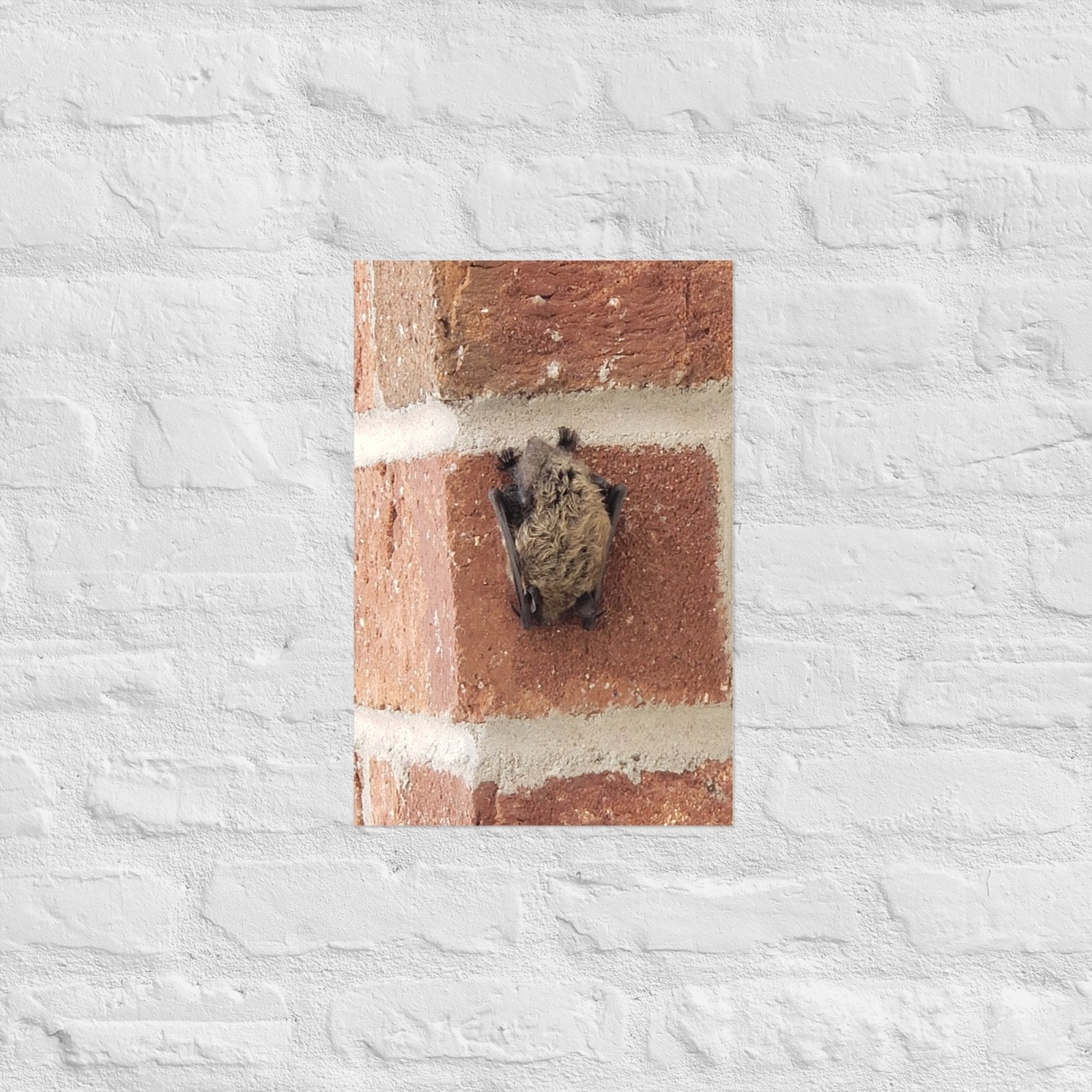 Wee Resting Bat: Alex Pendle Matte Photo Print, Sees Nature Series - Death World LLC - 12″×18″