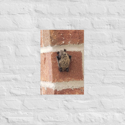 Wee Resting Bat: Alex Pendle Matte Photo Print, Sees Nature Series - Death World LLC - 12″×18″