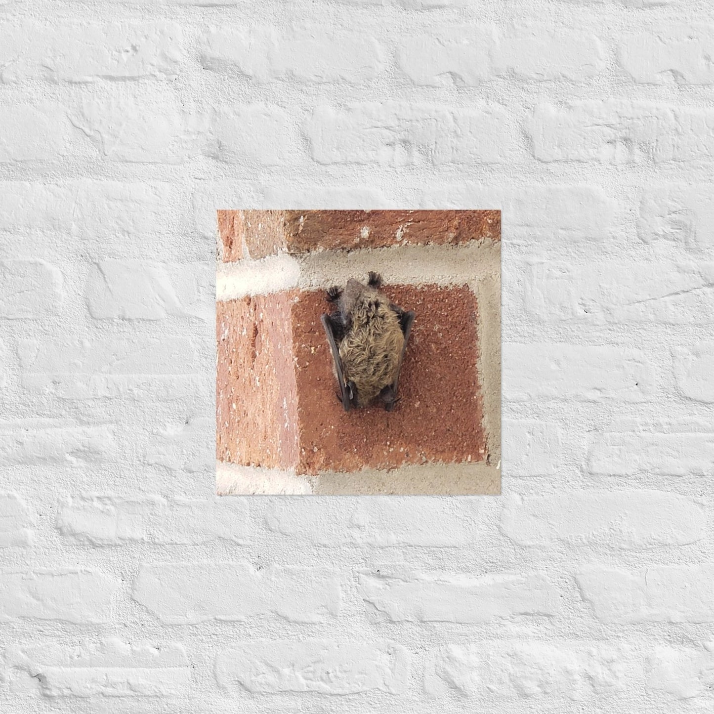 Wee Resting Bat: Alex Pendle Matte Photo Print, Sees Nature Series - Death World LLC - 14″×14″