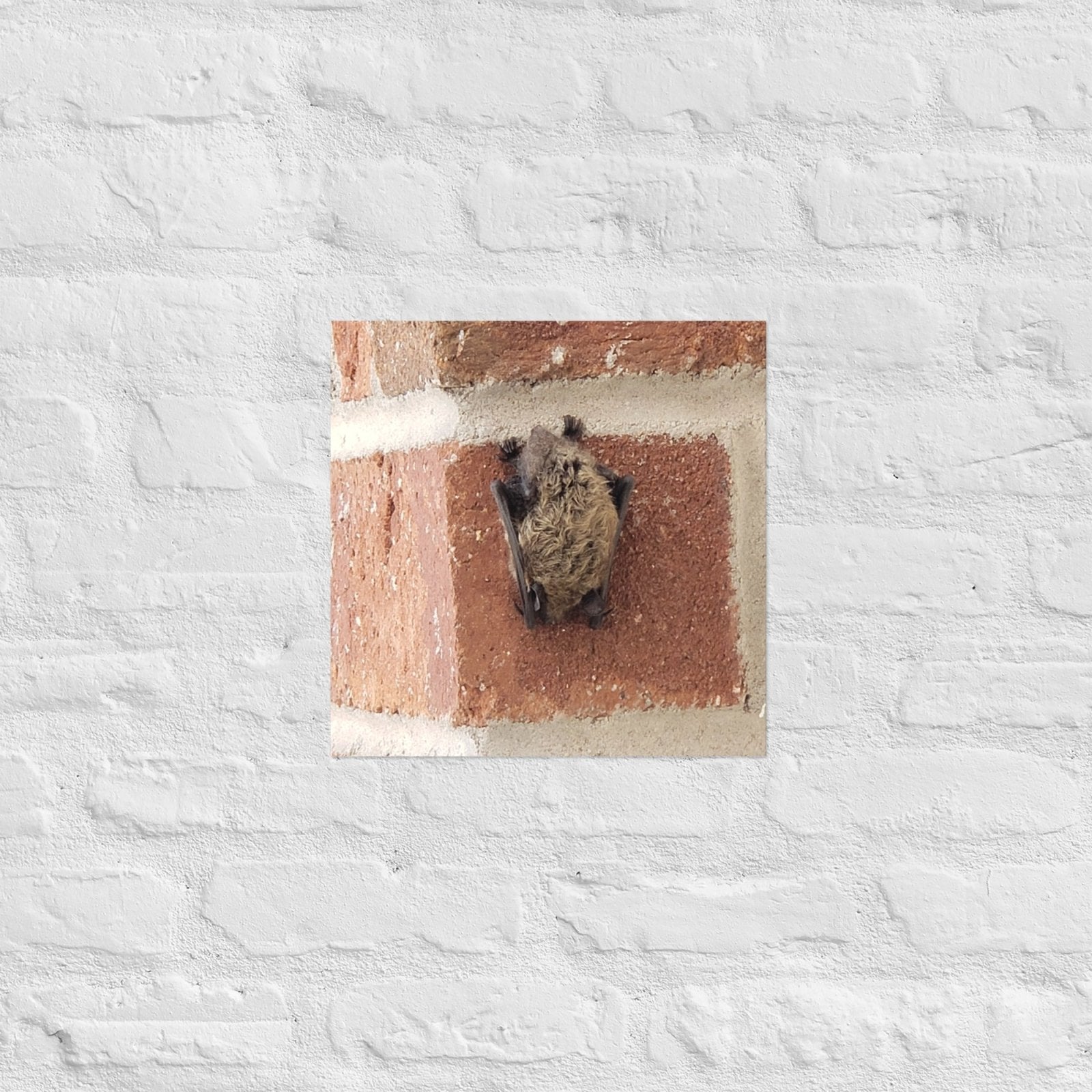 Wee Resting Bat: Alex Pendle Matte Photo Print, Sees Nature Series - Death World LLC - 14″×14″