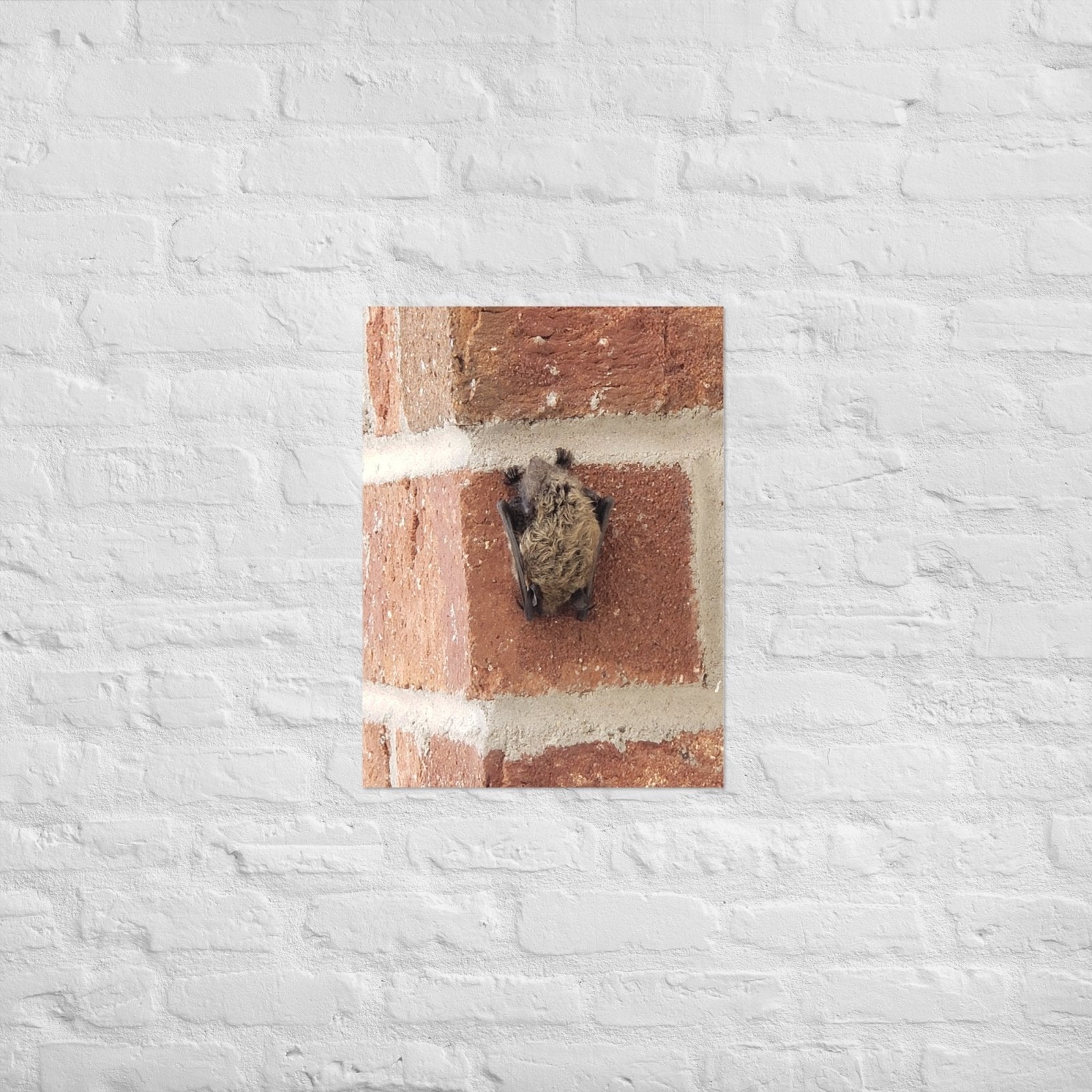 Wee Resting Bat: Alex Pendle Matte Photo Print, Sees Nature Series - Death World LLC - 18″×24″