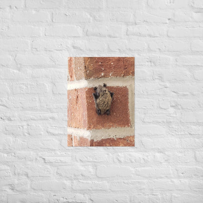 Wee Resting Bat: Alex Pendle Matte Photo Print, Sees Nature Series - Death World LLC - 18″×24″