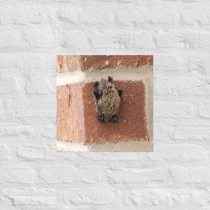 Wee Resting Bat: Alex Pendle Matte Photo Print, Sees Nature Series - Death World LLC - 16″×16″