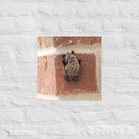 Wee Resting Bat: Alex Pendle Matte Photo Print, Sees Nature Series - Death World LLC - 16″×16″