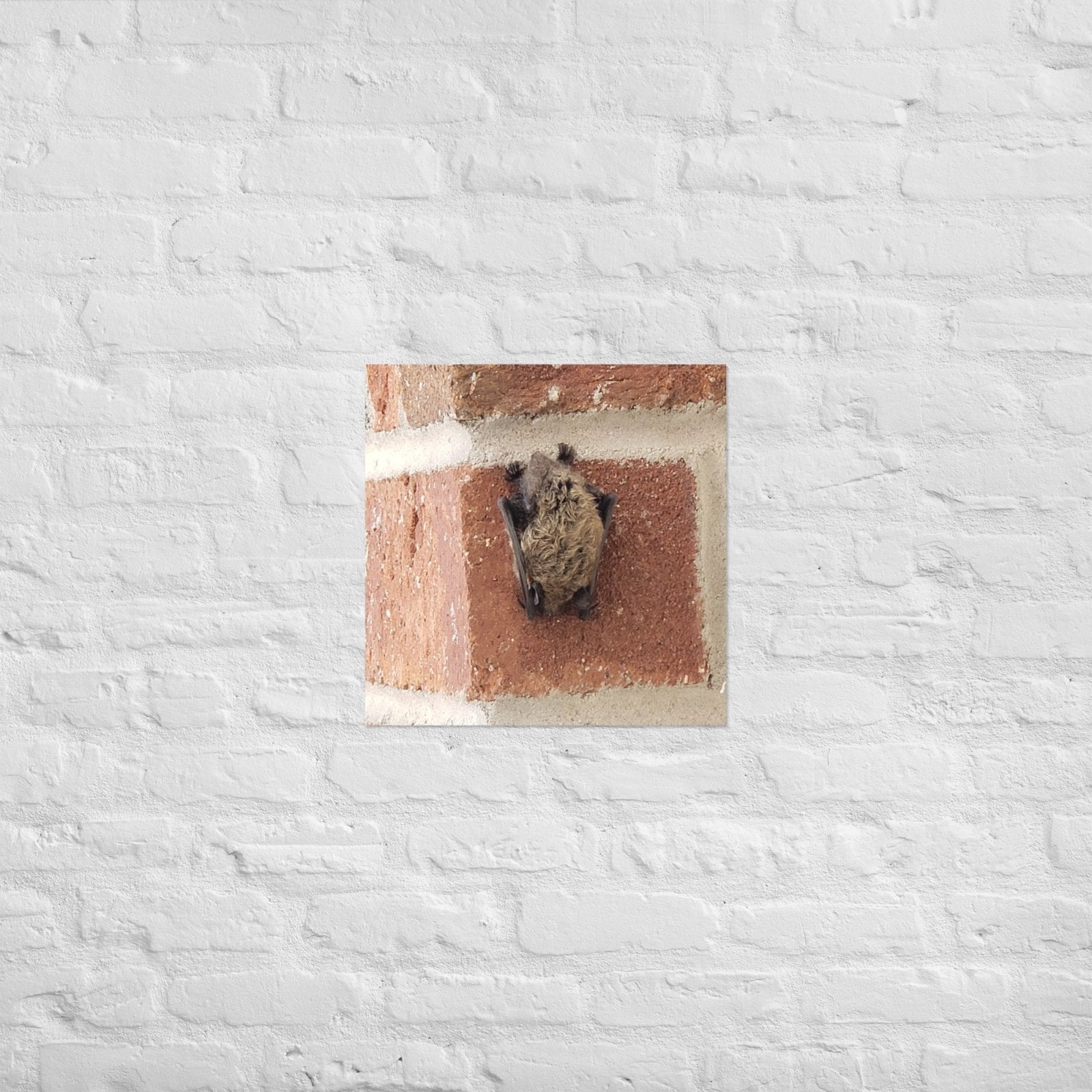 Wee Resting Bat: Alex Pendle Matte Photo Print, Sees Nature Series - Death World LLC - 18″×18″