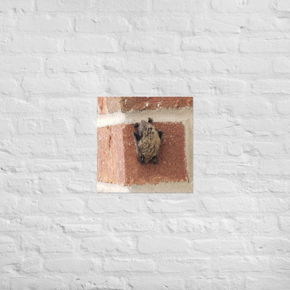 Wee Resting Bat: Alex Pendle Matte Photo Print, Sees Nature Series - Death World LLC - 18″×18″