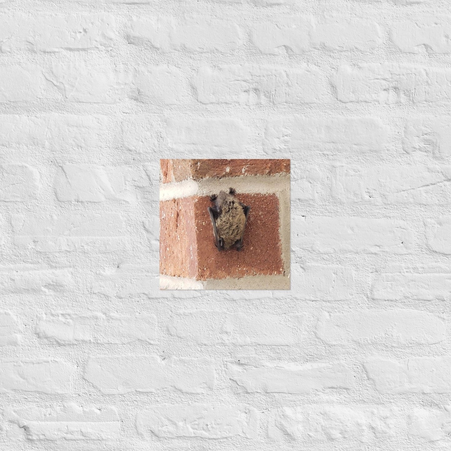 Wee Resting Bat: Alex Pendle Matte Photo Print, Sees Nature Series - Death World LLC - 10″×10″