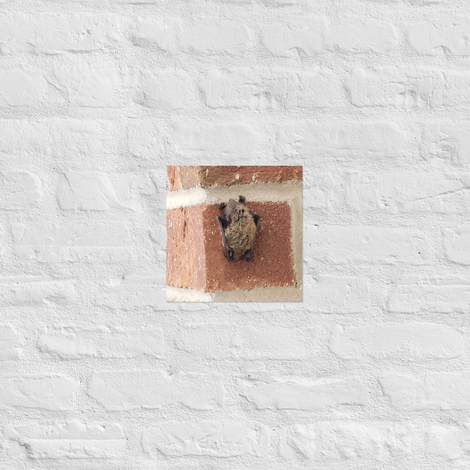 Wee Resting Bat: Alex Pendle Matte Photo Print, Sees Nature Series - Death World LLC - 10″×10″
