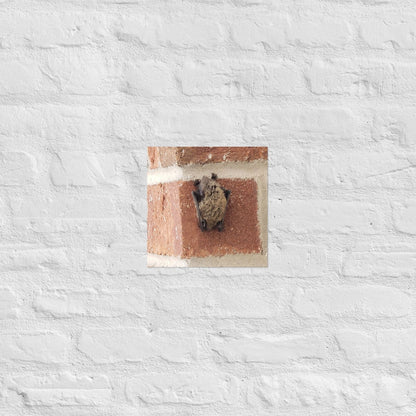 Wee Resting Bat: Alex Pendle Matte Photo Print, Sees Nature Series - Death World LLC - 10″×10″
