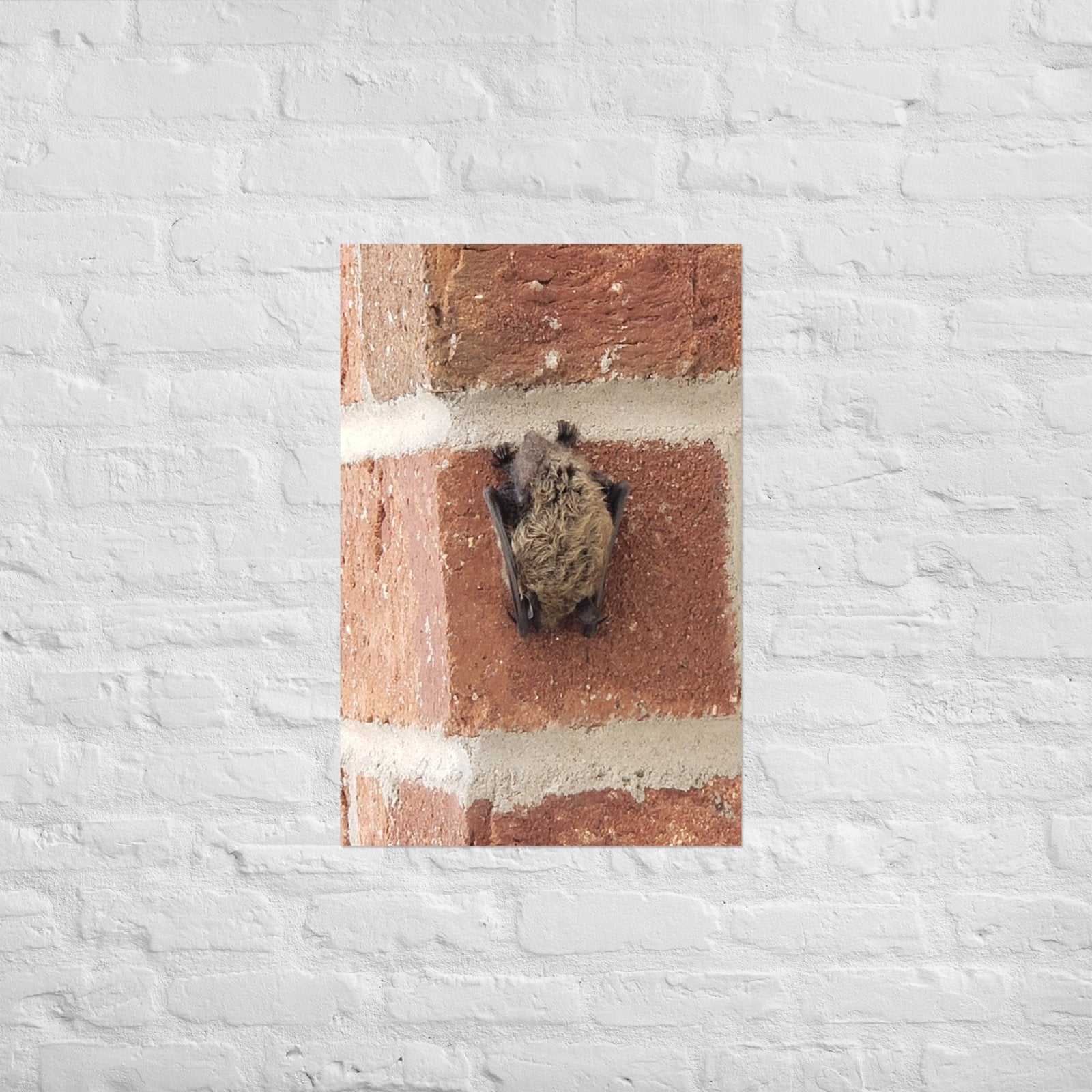Wee Resting Bat: Alex Pendle Matte Photo Print, Sees Nature Series - Death World LLC - 20″×30″