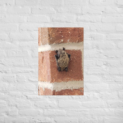 Wee Resting Bat: Alex Pendle Matte Photo Print, Sees Nature Series - Death World LLC - 20″×30″