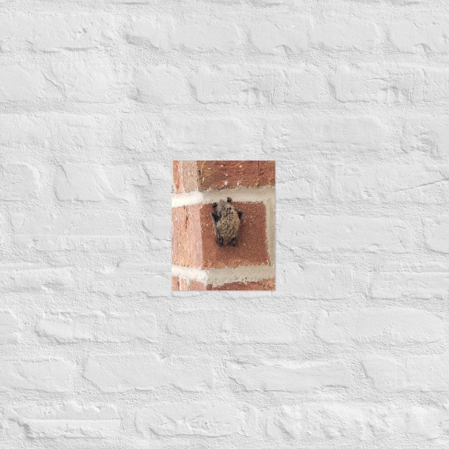 Wee Resting Bat: Alex Pendle Matte Photo Print, Sees Nature Series - Death World LLC - 8″×10″