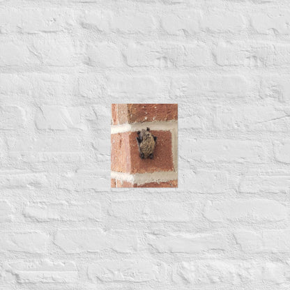 Wee Resting Bat: Alex Pendle Matte Photo Print, Sees Nature Series - Death World LLC - 8″×10″