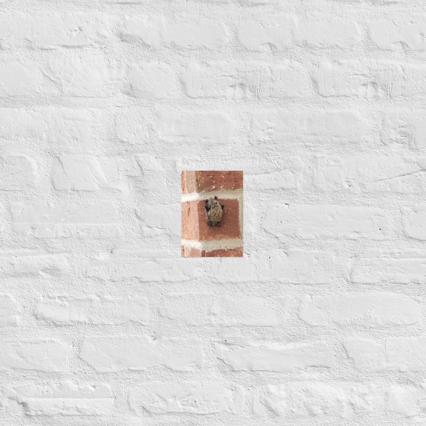 Wee Resting Bat: Alex Pendle Matte Photo Print, Sees Nature Series - Death World LLC - 5″×7″