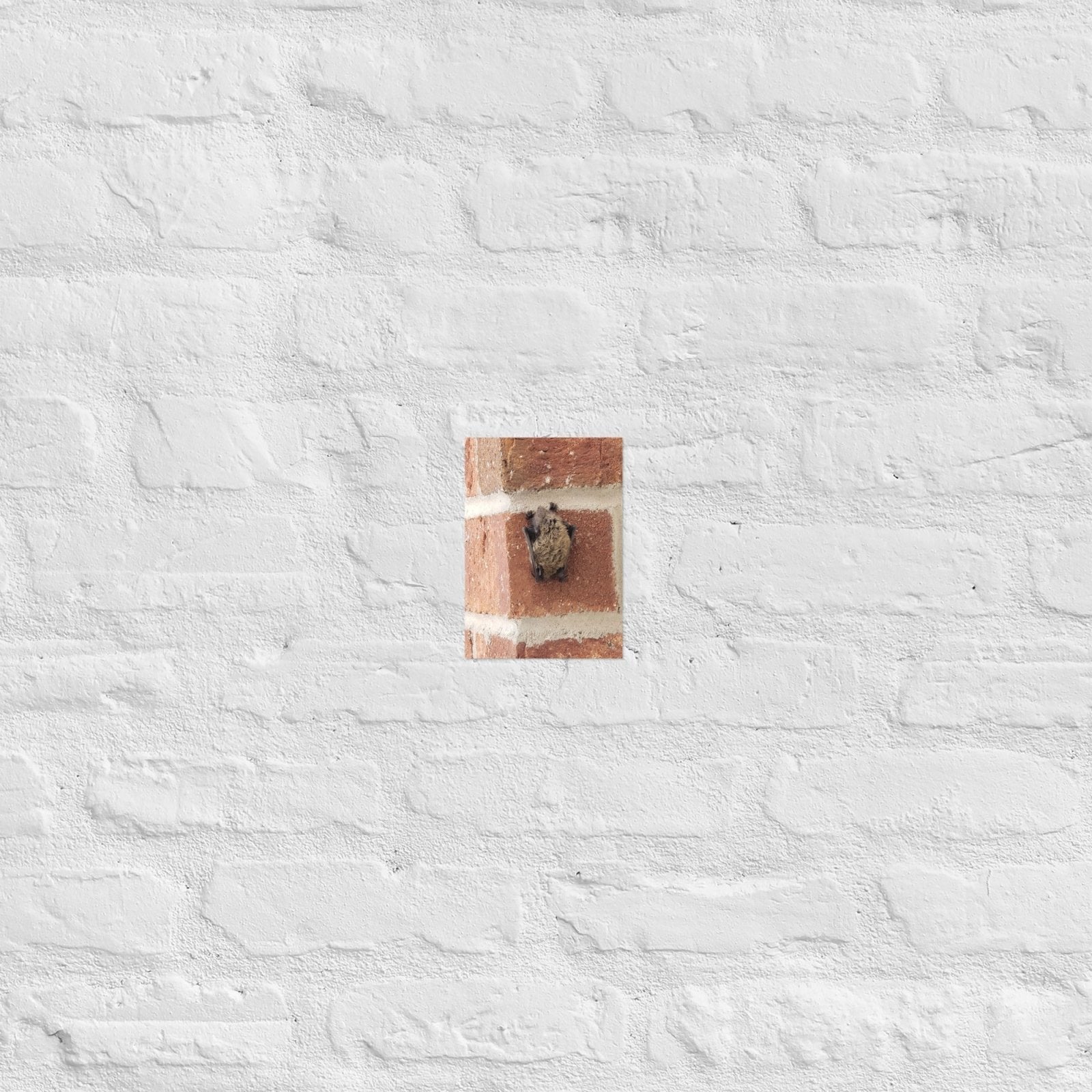 Wee Resting Bat: Alex Pendle Matte Photo Print, Sees Nature Series - Death World LLC - 5″×7″