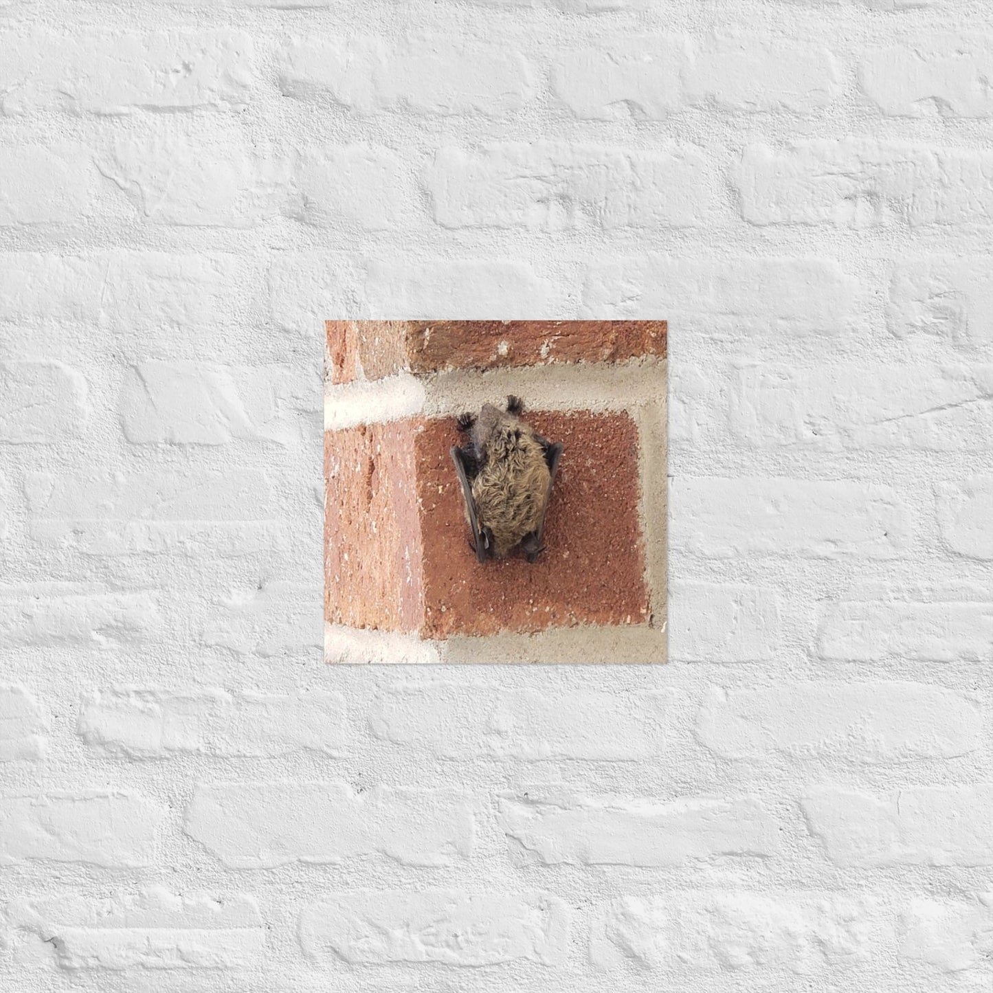 Wee Resting Bat: Alex Pendle Matte Photo Print, Sees Nature Series - Death World LLC - 12″×12″