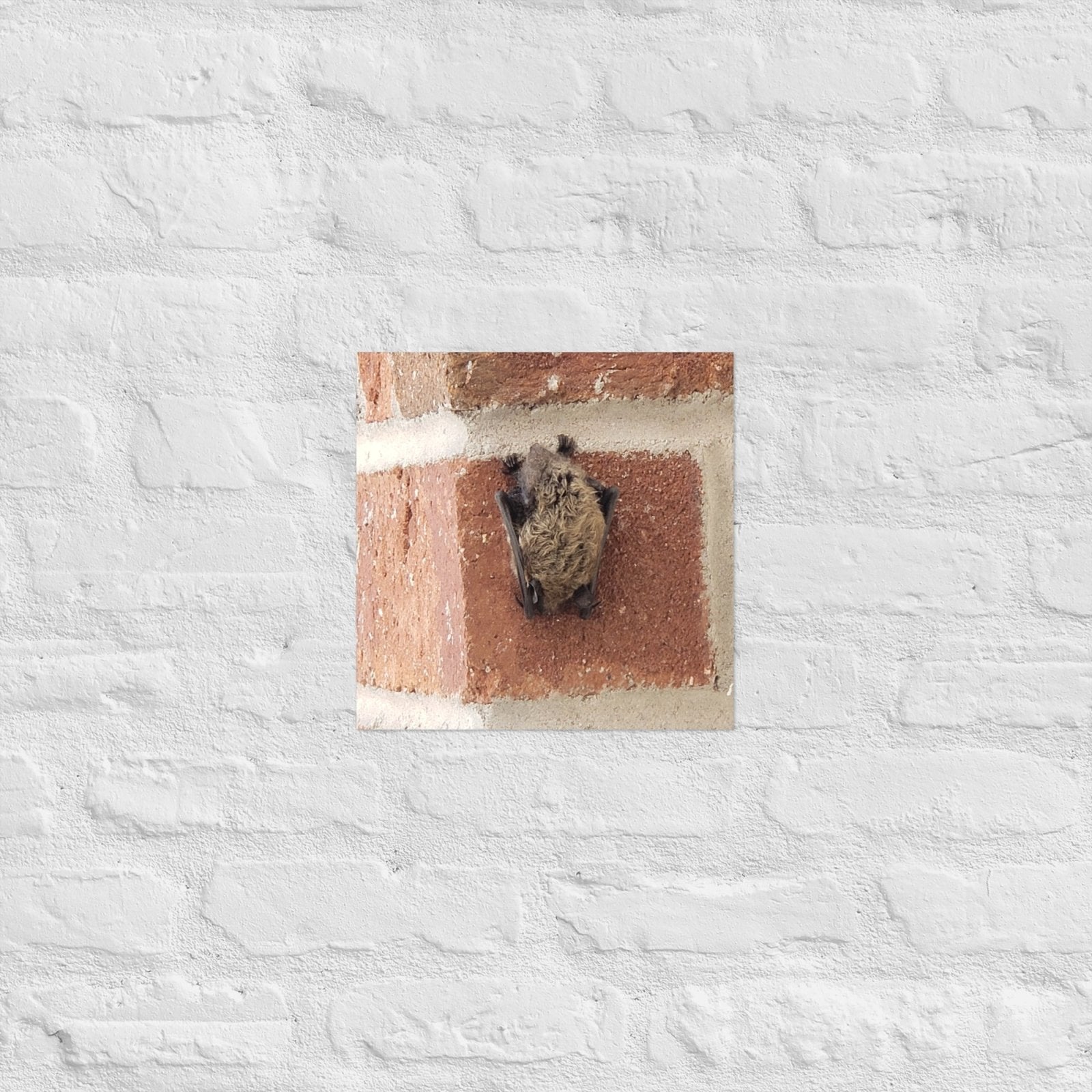 Wee Resting Bat: Alex Pendle Matte Photo Print, Sees Nature Series - Death World LLC - 12″×12″