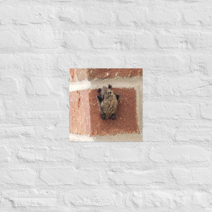 Wee Resting Bat: Alex Pendle Matte Photo Print, Sees Nature Series - Death World LLC - 12″×12″