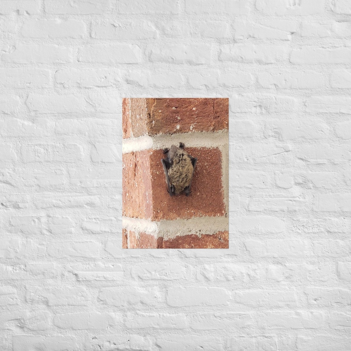 Wee Resting Bat: Alex Pendle Matte Photo Print, Sees Nature Series - Death World LLC - A2 (16.5″×23.3″)