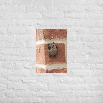 Wee Resting Bat: Alex Pendle Matte Photo Print, Sees Nature Series - Death World LLC - A2 (16.5″×23.3″)