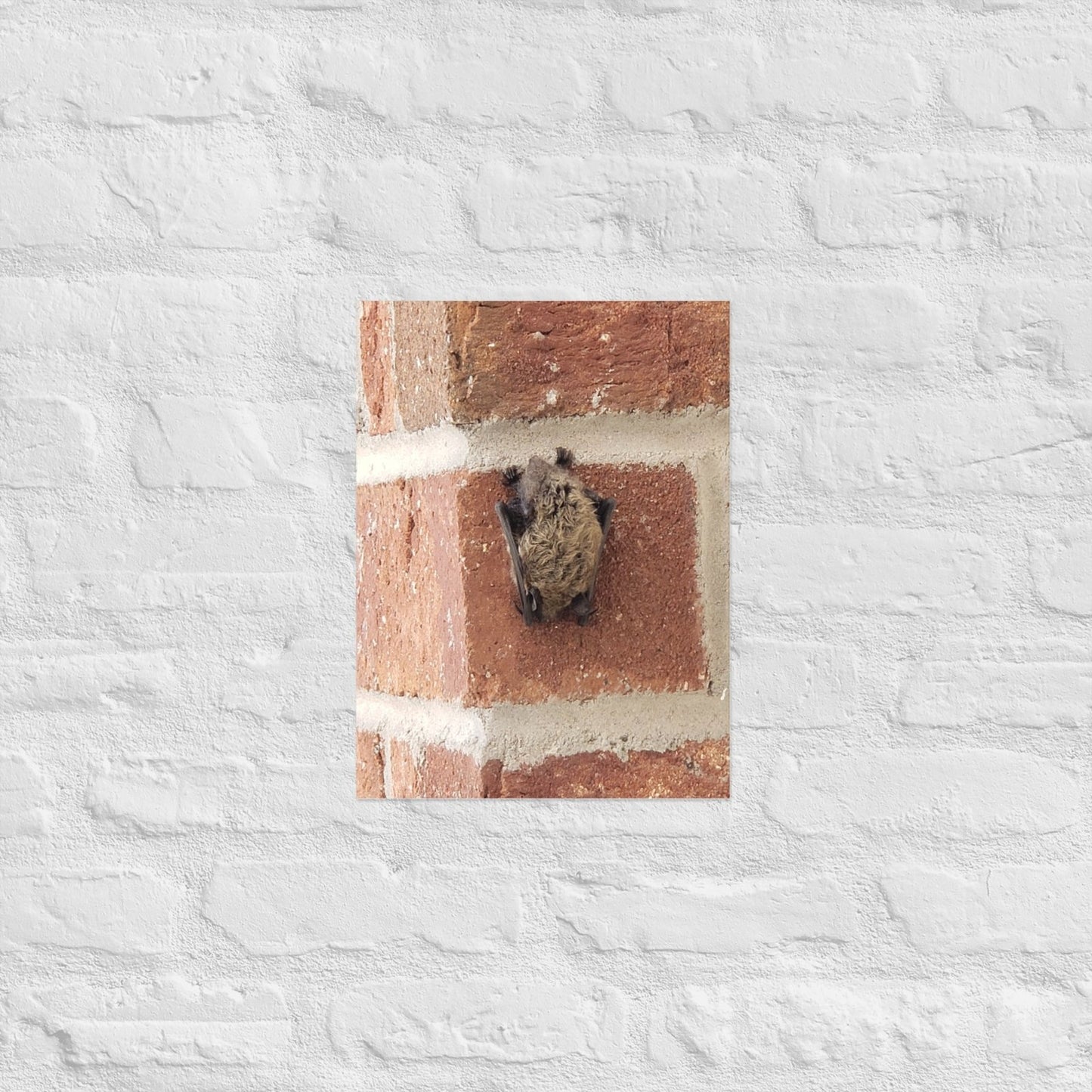 Wee Resting Bat: Alex Pendle Matte Photo Print, Sees Nature Series - Death World LLC - 12″×16″