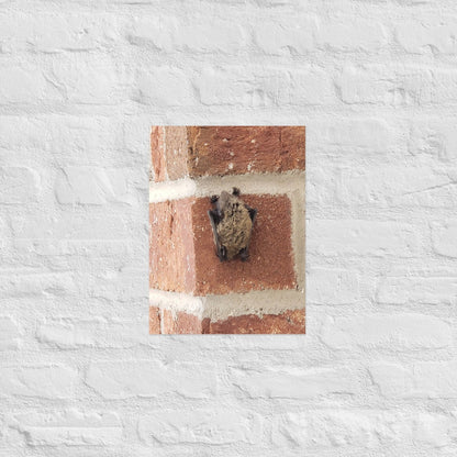 Wee Resting Bat: Alex Pendle Matte Photo Print, Sees Nature Series - Death World LLC - 12″×16″