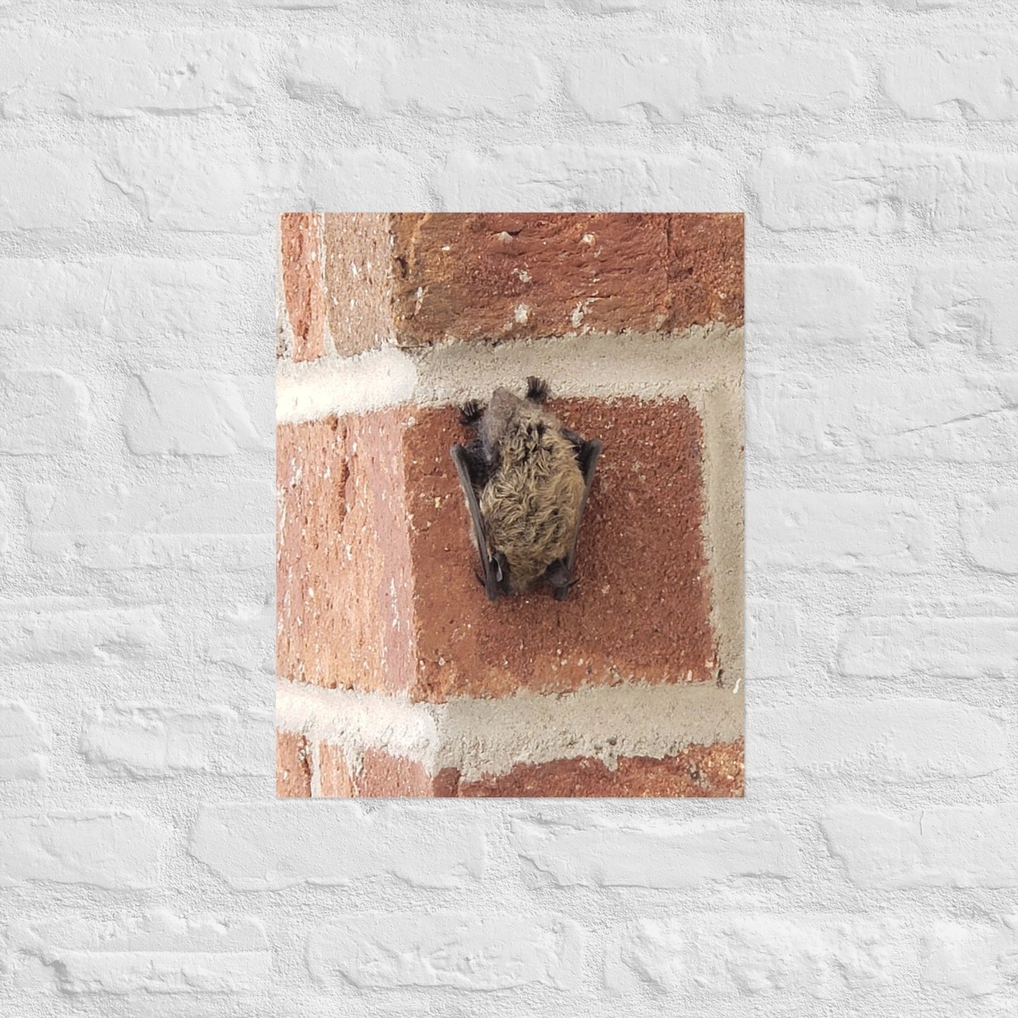 Wee Resting Bat: Alex Pendle Matte Photo Print, Sees Nature Series - Death World LLC - 16″×20″