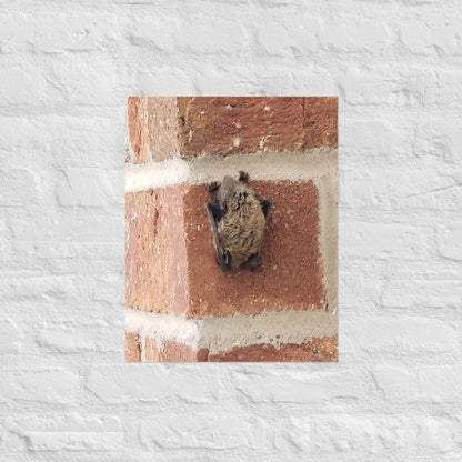 Wee Resting Bat: Alex Pendle Matte Photo Print, Sees Nature Series - Death World LLC - 16″×20″